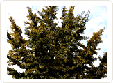 infor_image07.gif